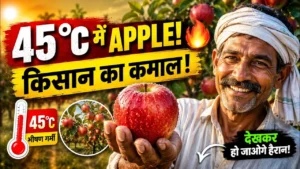 Apple Farming in 45°C Heat successfully demonstrated by a farmer in Andhra Pradesh using modern agricultural techniques.