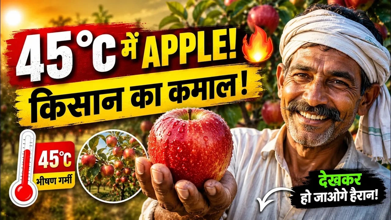 Apple Farming in 45°C Heat successfully demonstrated by a farmer in Andhra Pradesh using modern agricultural techniques.