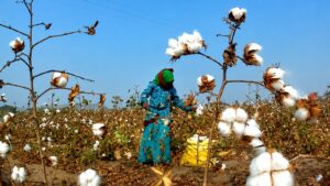 North India Cotton Belt Shrinks: उत्तर भारत में 23% घटा कपास का दायरा, पंजाब पर सबसे भारी मार