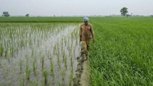 Punjab Crop Diversification: पंजाब में क्यों फेल हो रही है फसल विविधीकरण योजना? 92% जमीन पर धान का कब्जा