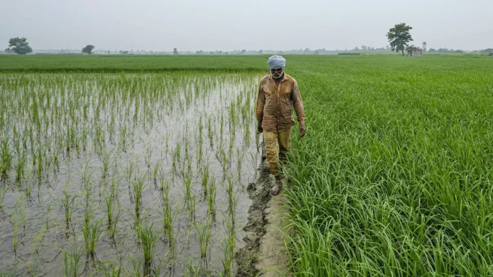 Punjab Crop Diversification: पंजाब में क्यों फेल हो रही है फसल विविधीकरण योजना? 92% जमीन पर धान का कब्जा