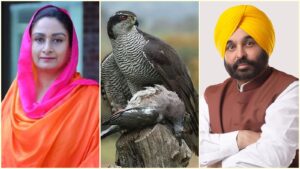 Guru Da Baaj Punjab: पंजाब के आसमान में दिख गया दुर्लभ 'गुरु दा बाज', जानिए इसका ऐतिहासिक महत्व, धार्मिक आस्था और राजनीतिक मायने
