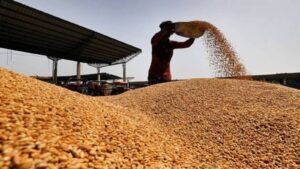 Punjab Grain Storage Crisis: पंजाब में क्यों पैदा हुआ 'ग्रेन जैम' का संकट? धान की फसल के सिर पर मंडराया खतरा