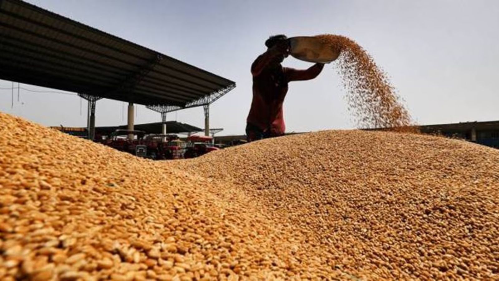 Punjab Grain Storage Crisis: पंजाब में क्यों पैदा हुआ 'ग्रेन जैम' का संकट? धान की फसल के सिर पर मंडराया खतरा